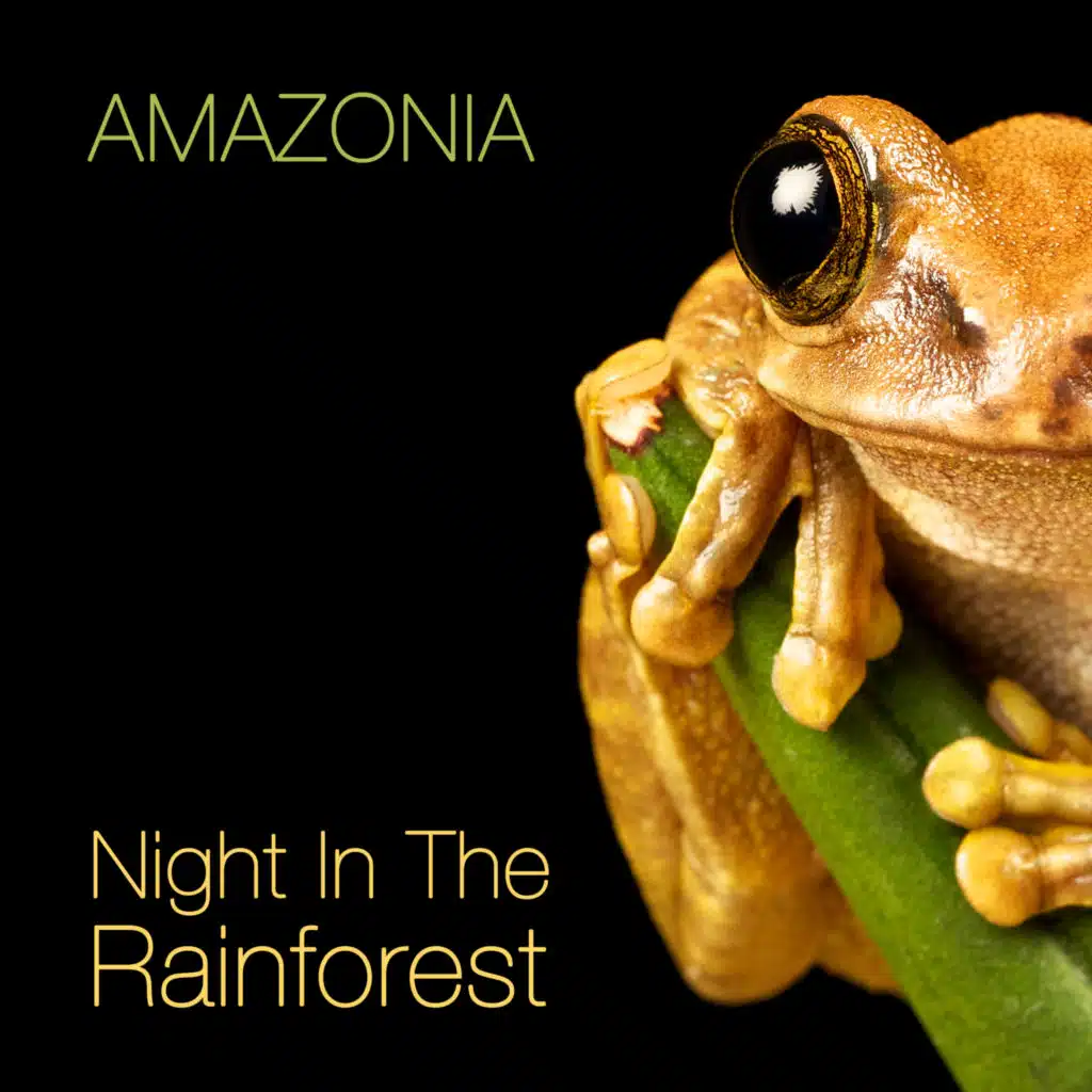 Night In The Rainforest
