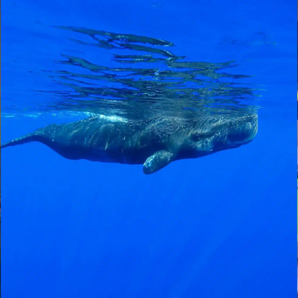 Green Scene:  Fake whale poo can help restore ocean biodiversity