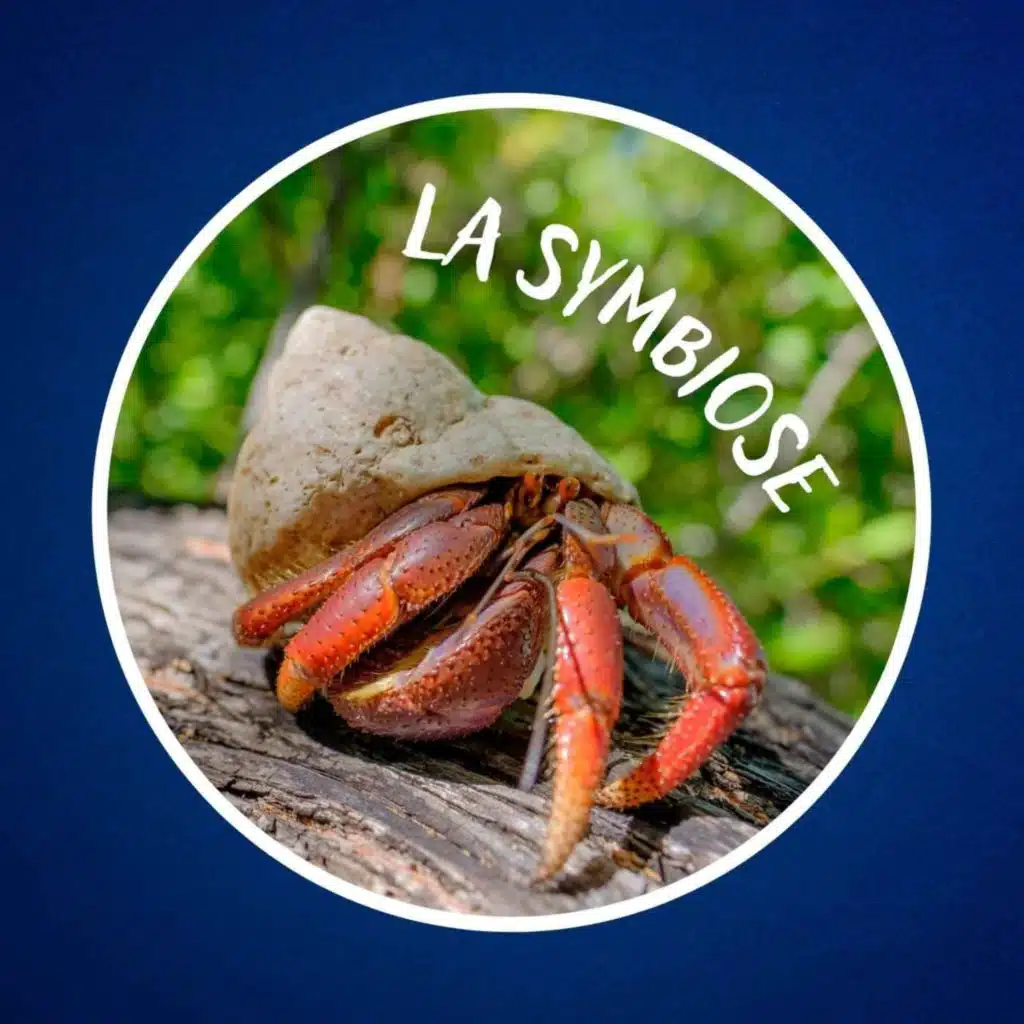 Qu'est-ce que la symbiose ?