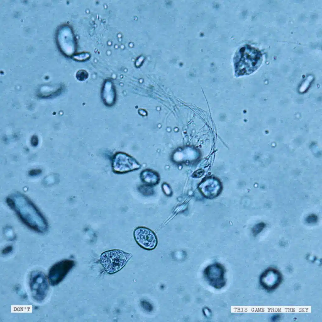 This Came From The Sky (feat. Cosmo Sheldrake)