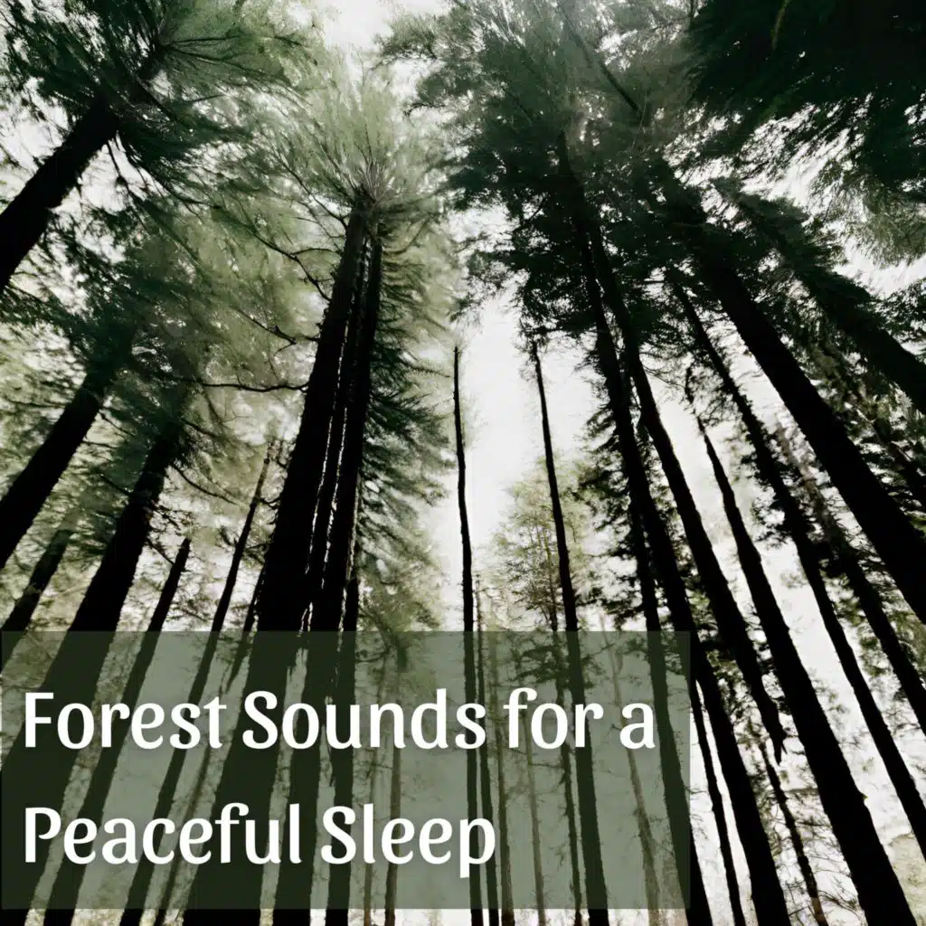 Forest Sounds for a Peaceful Sleep (Celestial Breeze Through the Trees)