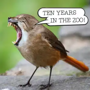 Ten Years in the Zoo