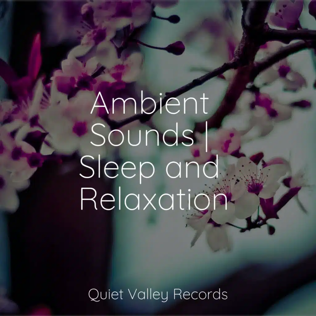 Ambient Sounds | Sleep and Relaxation