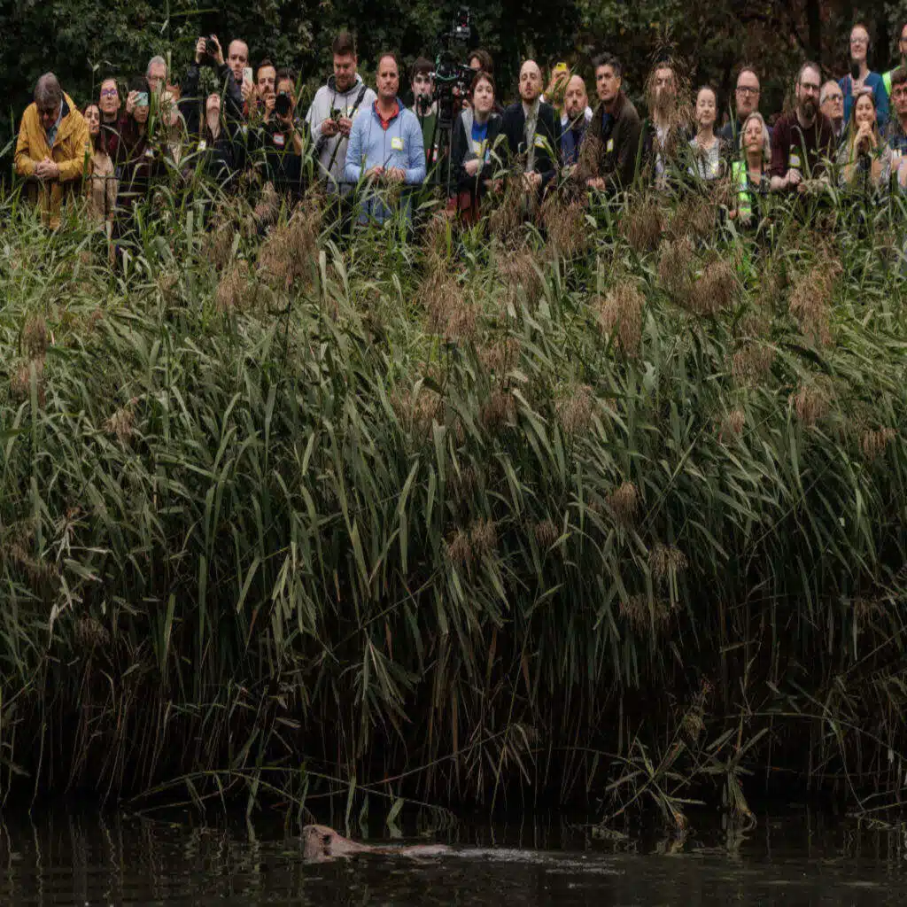 Inside the 'rewilding' movement