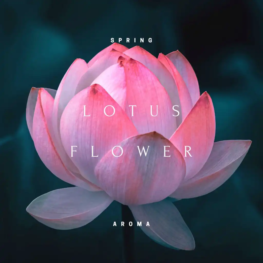 Lotus Flower (Rain)