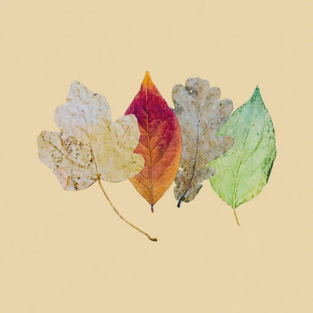 american poetry club