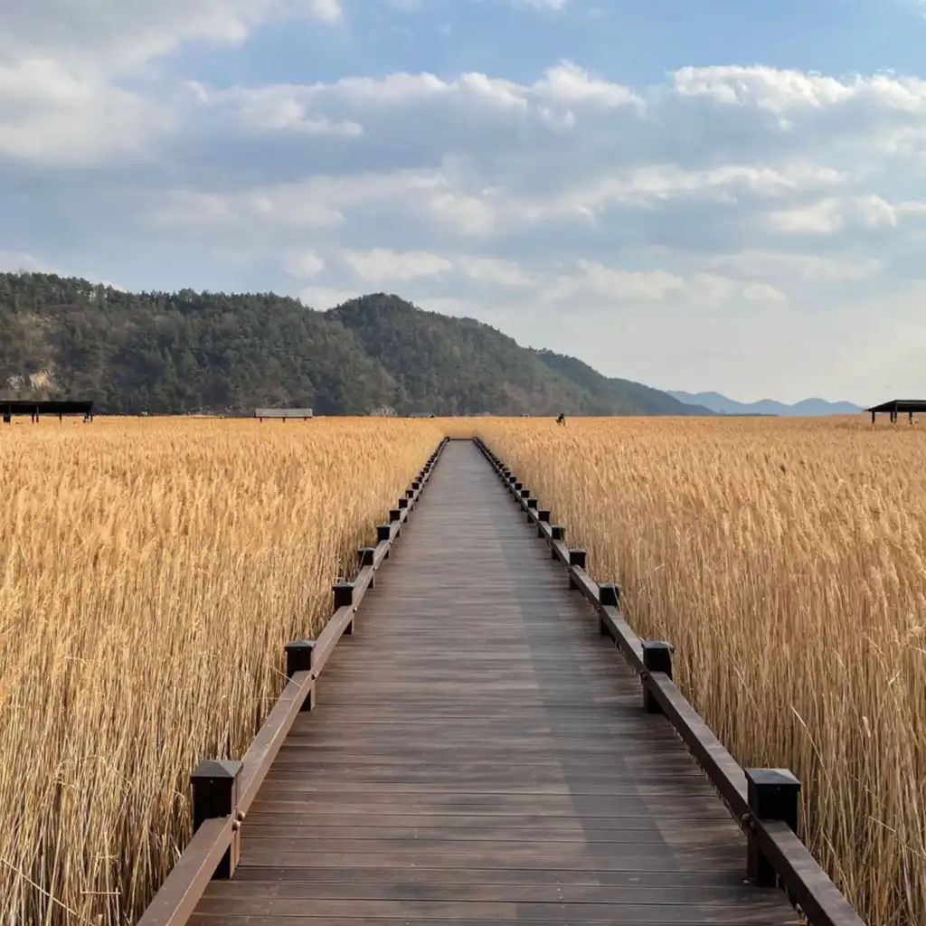 Suncheonman Bay reed beds