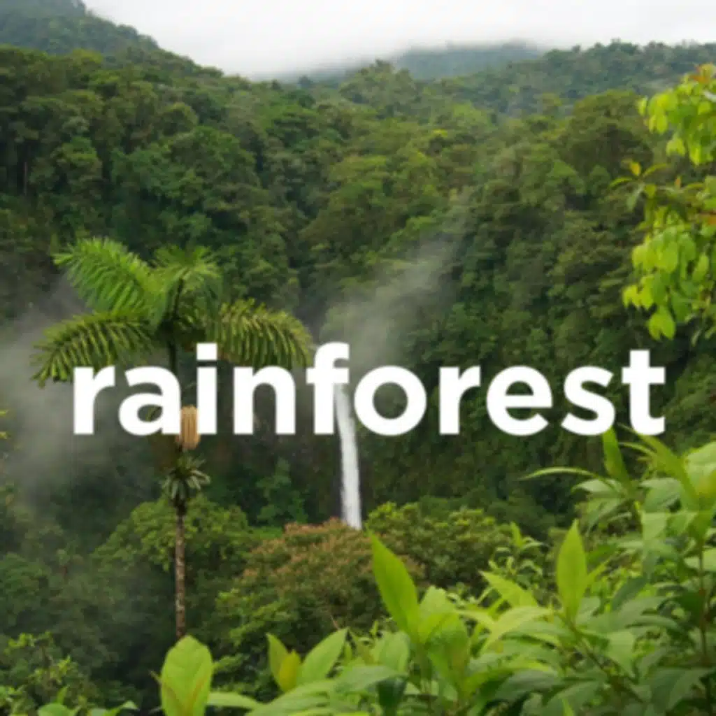 Rainforest Sleep Sounds to Sleep, Study or Relax (2 Hours, Loopable)