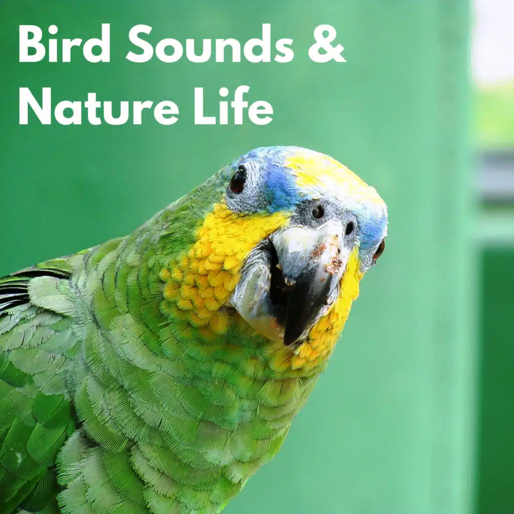 Bird Song Lullabies, Birds 3AM & Kings of Nature