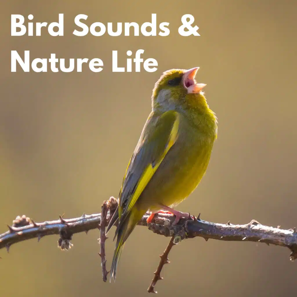 Actors of Nature, Singing Birds of Poland & Birds Singing