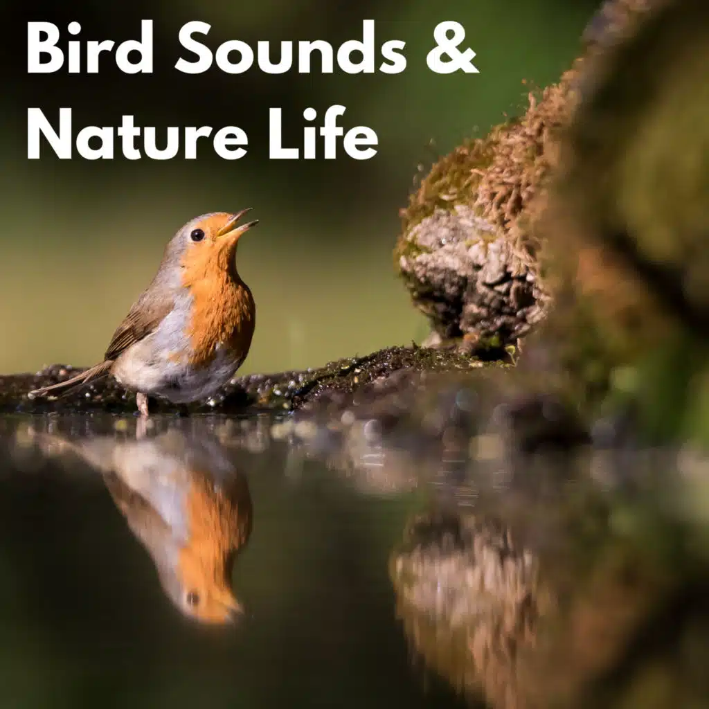 Bird Songs, Calming Bird Sounds & Nature And Bird Sounds