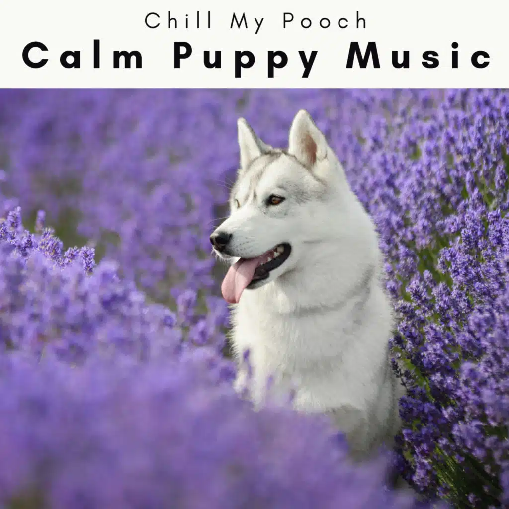 3 2 1 Calm Puppy Music