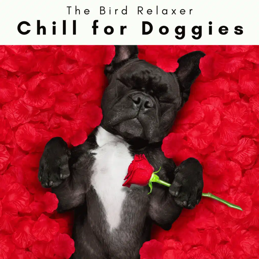 4 Dogs: Chill for Doggies