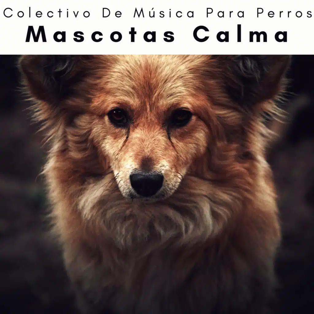 1 Perro: Mascotas Calma