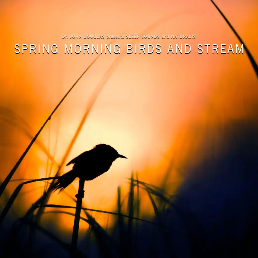 Spring Morning Birds and Stream