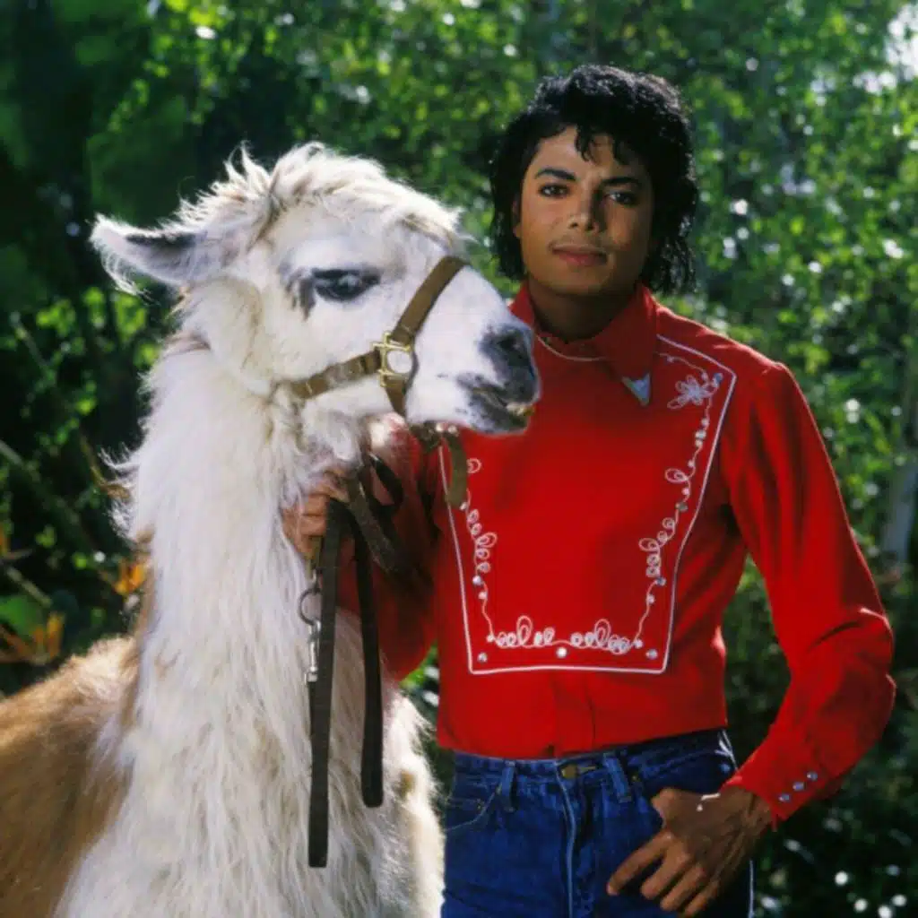 Pourquoi Freddie Mercury ruminait, alors qu’il n’était pas un lama ?