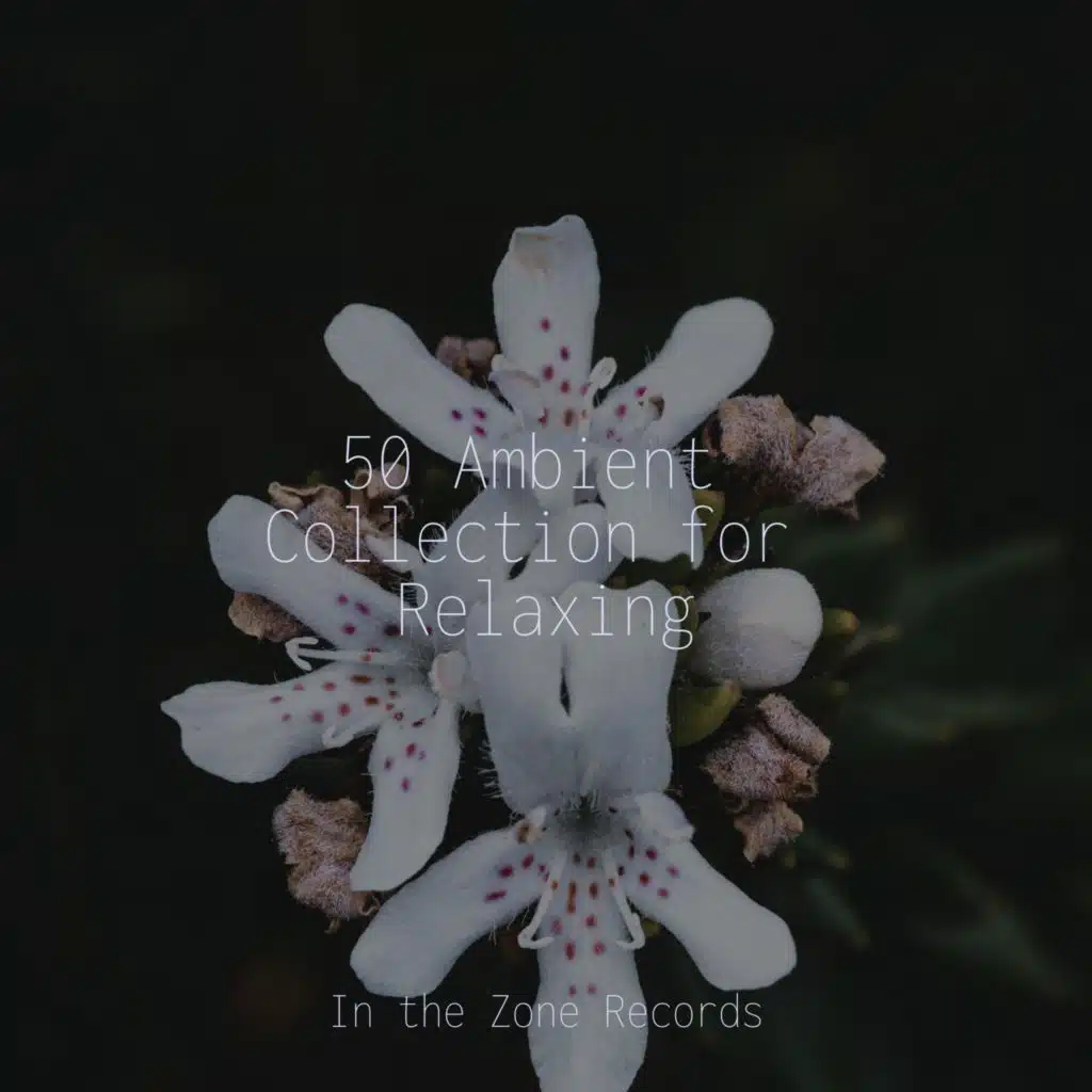 Peaceful Reflections