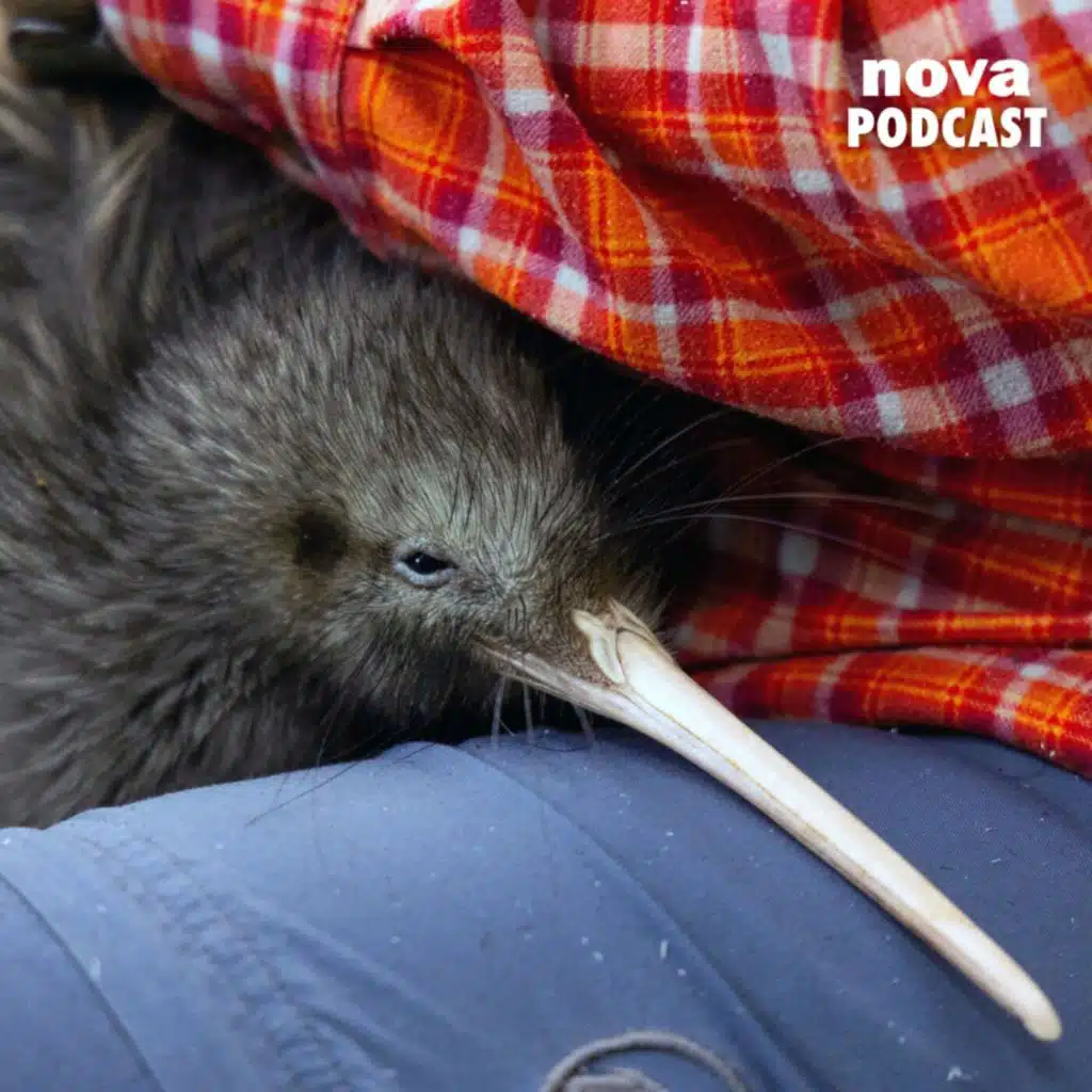 Un kiwi provoque une crise internationale entre les États-Unis et la Nouvelle-Zélande