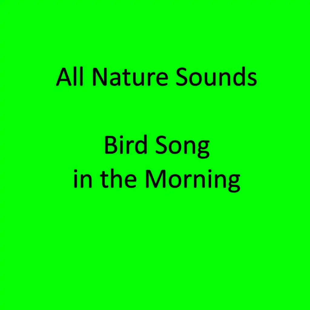 Bird Song in the Morning