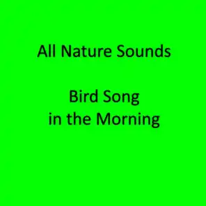 Birds Tweeting in the Morning