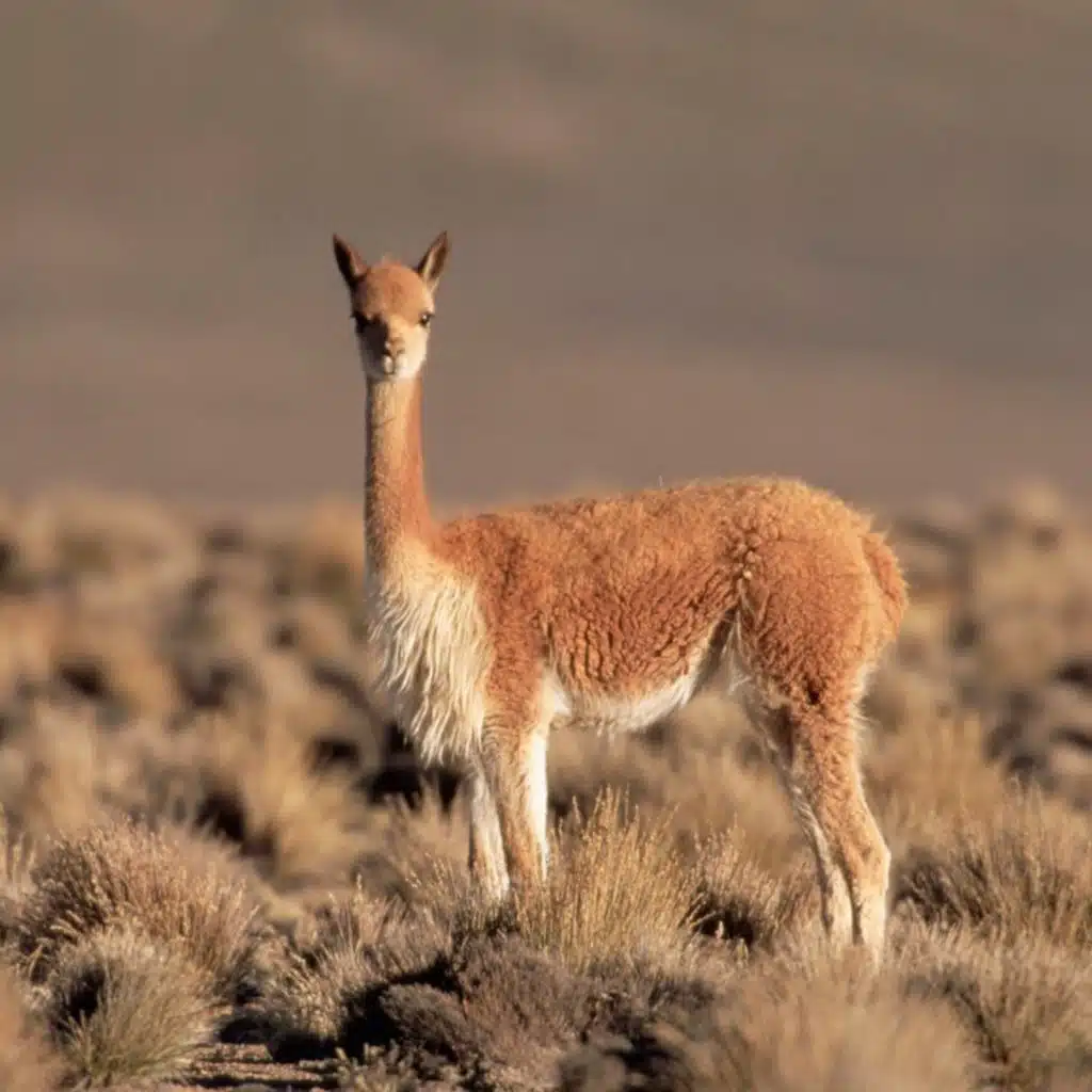 The industry that saved an animal from extinction