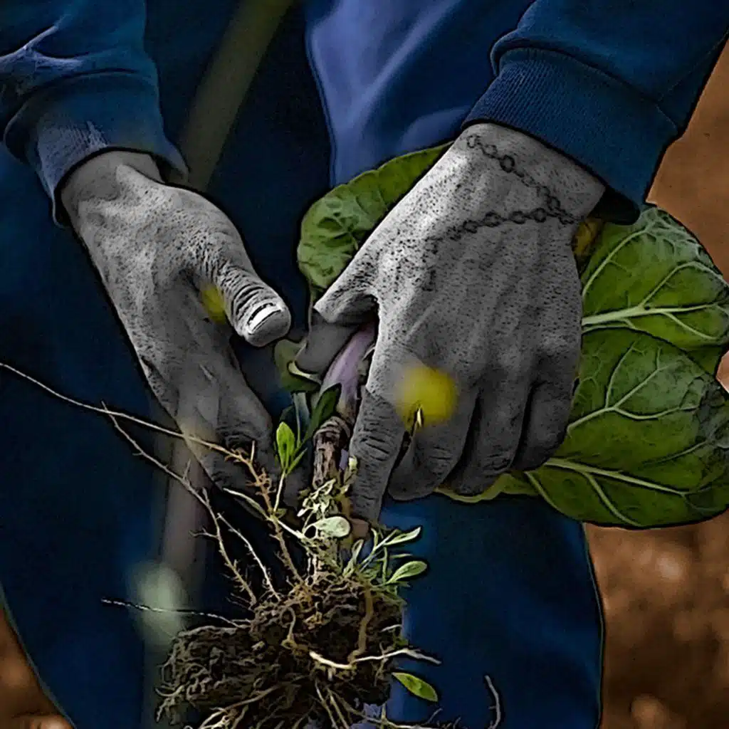 Food as rehabilitation