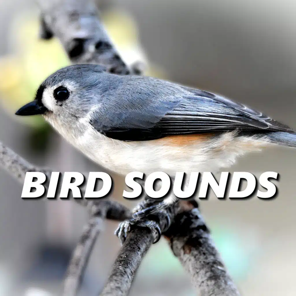 Quaint Tropical Bird Recording