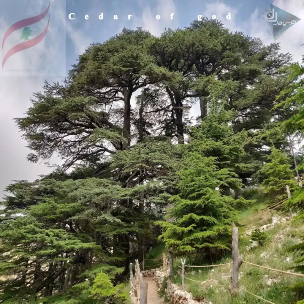 The Mighty Cedar (LEBANON)