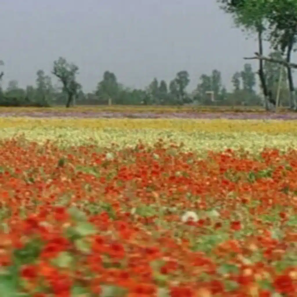 7. Veer Zaara