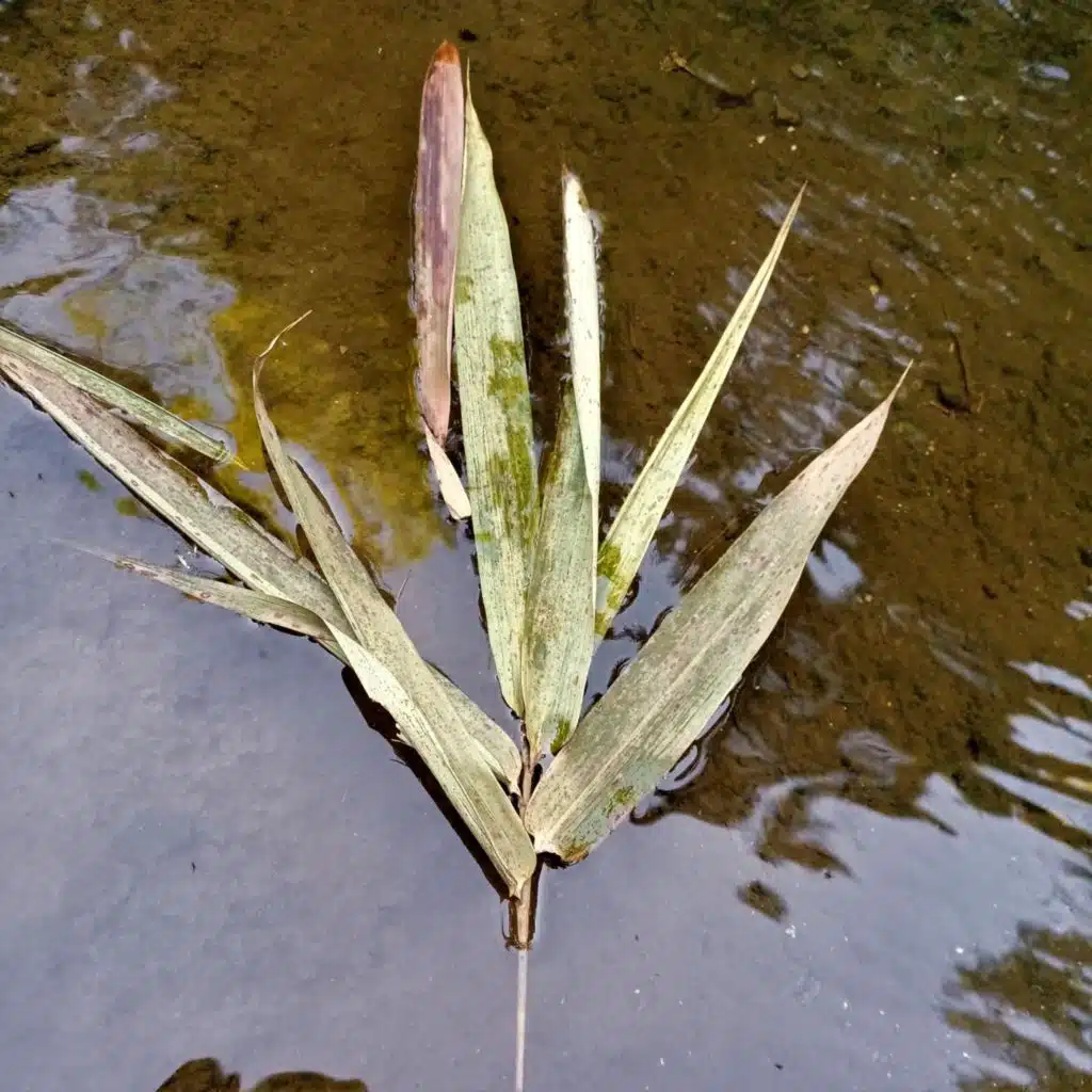 Dahon Lungs (feat. Trvmata, CJpak & PAULO)