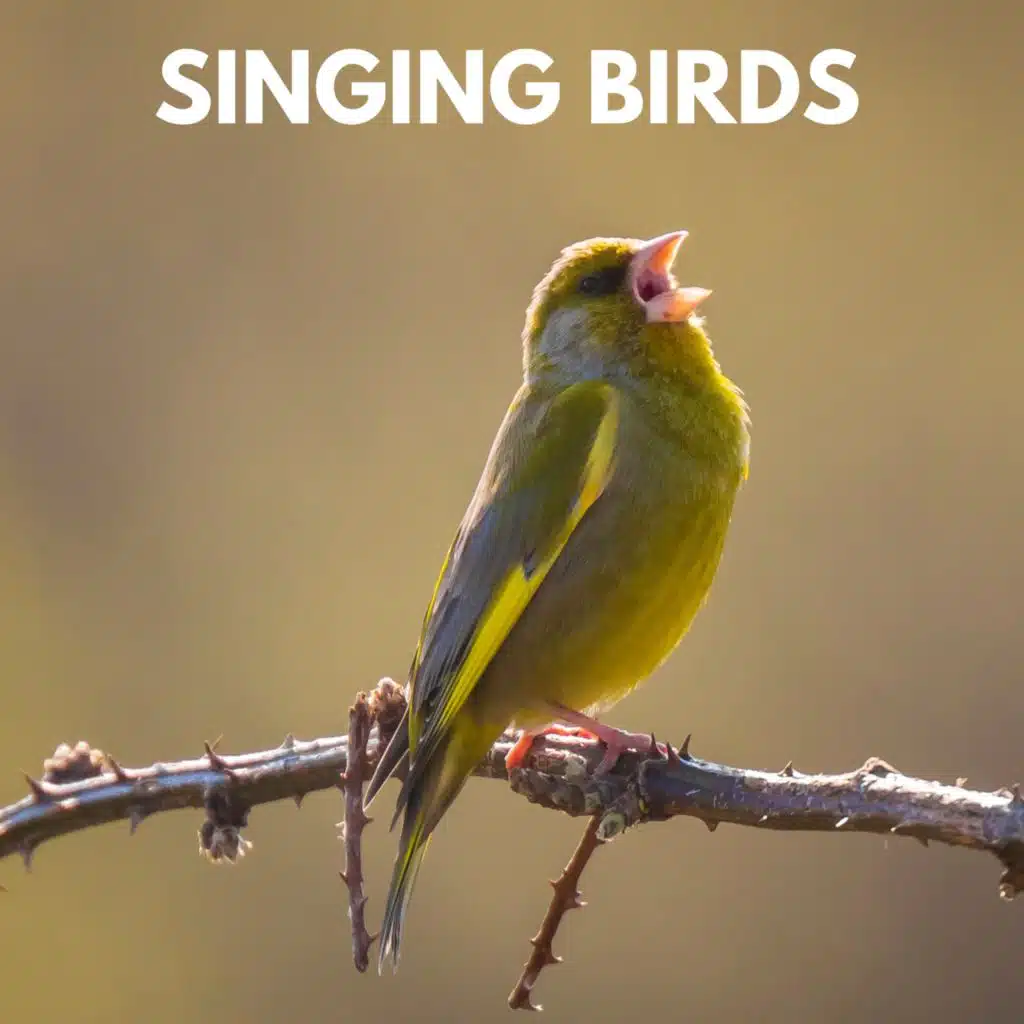 Calming Garden Bird Recording