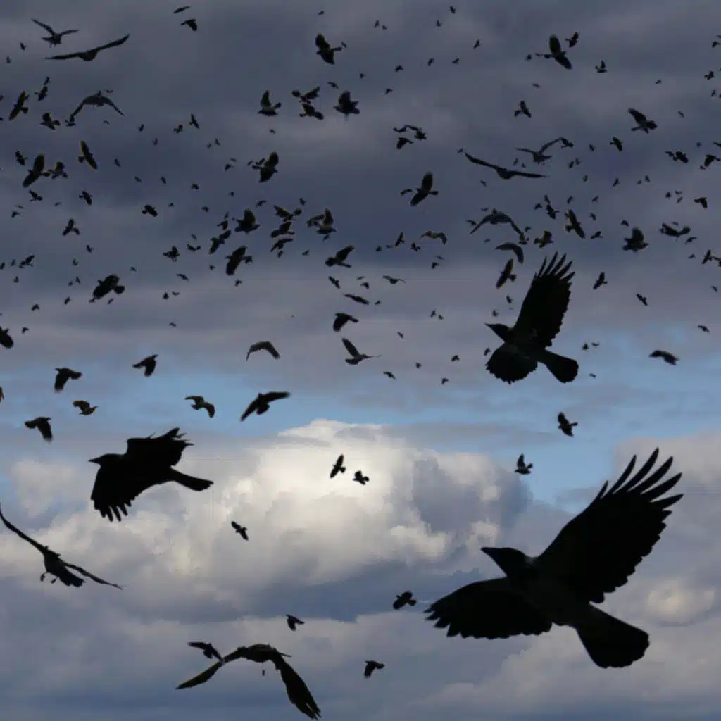 Crows: Are They Scary Or Just Super Smart?