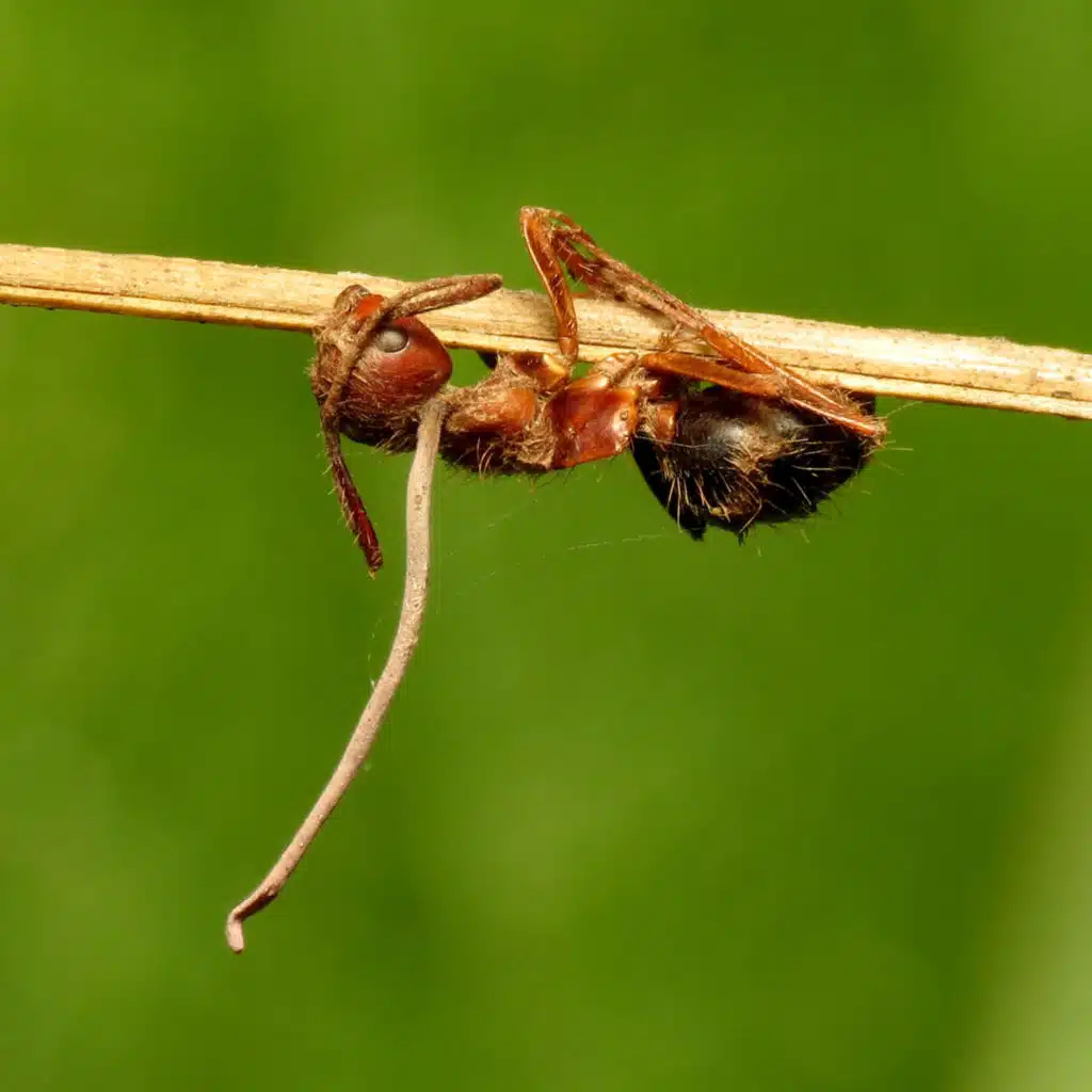 The zombies living in our midst