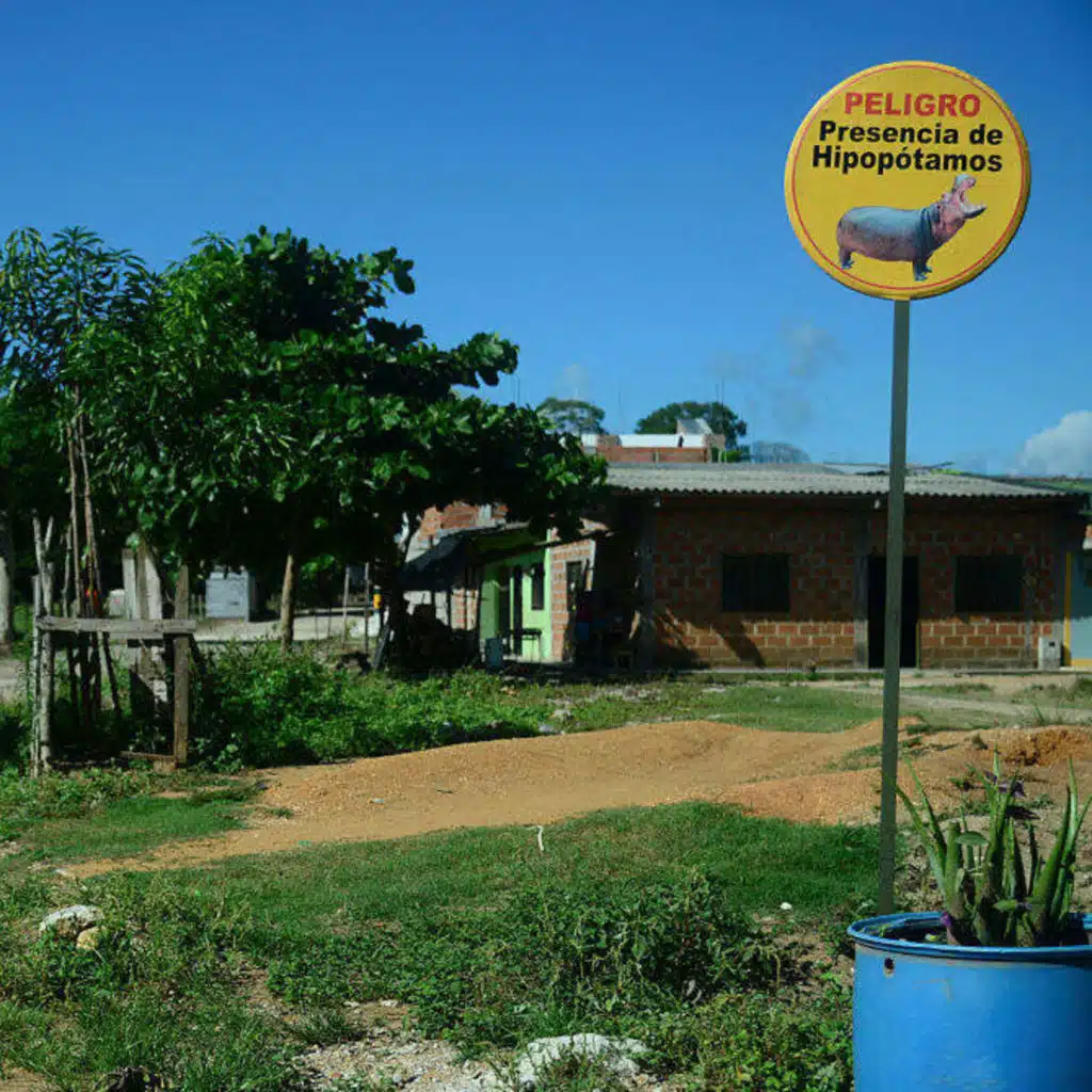 The Debate About Pablo Escobar's Hippos