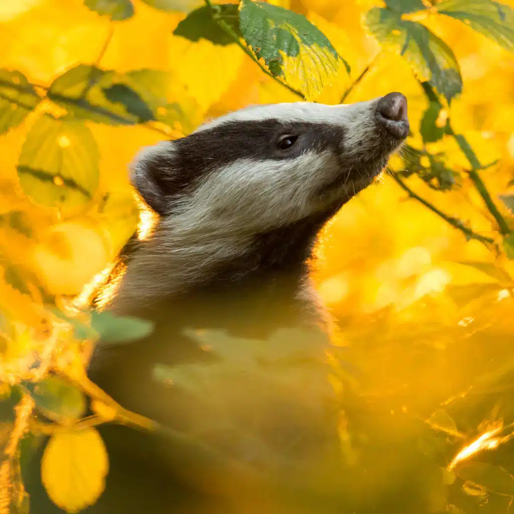 Animal Slander! The Origins Of "Badgering" Will Bum You Out