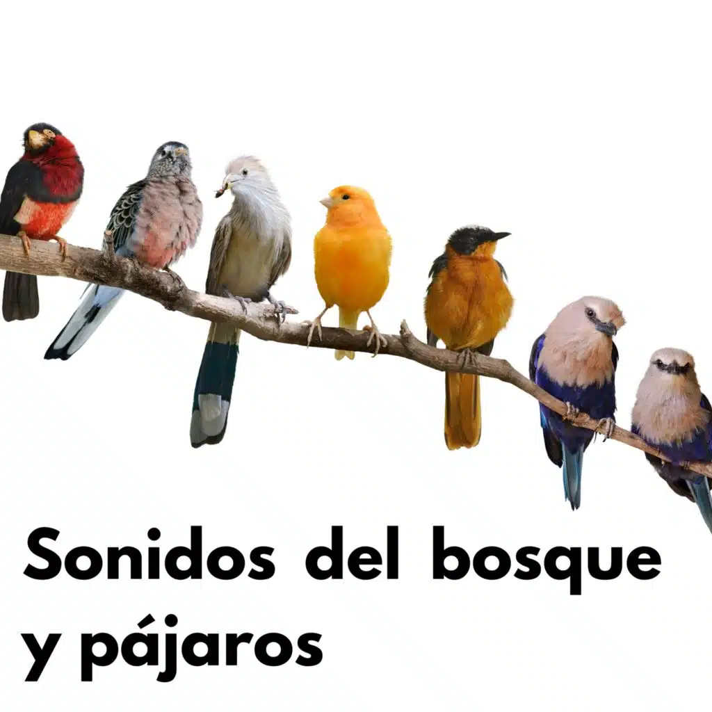 Hermosos sonidos de Pájaros