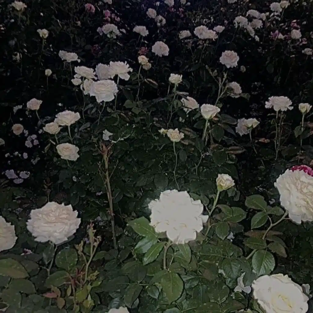 how will we meet again