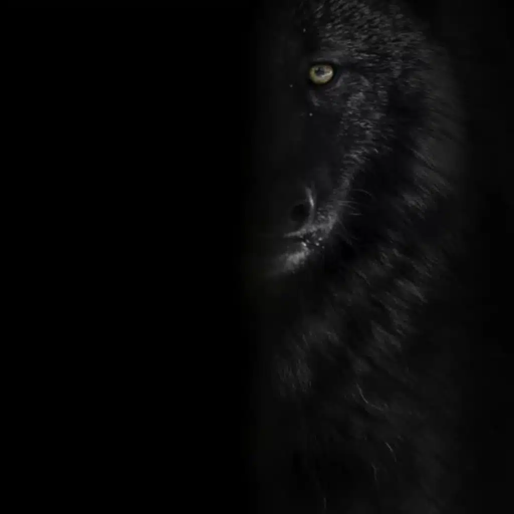 ALL WOLVES HUNT IN PACKS PRELUDE