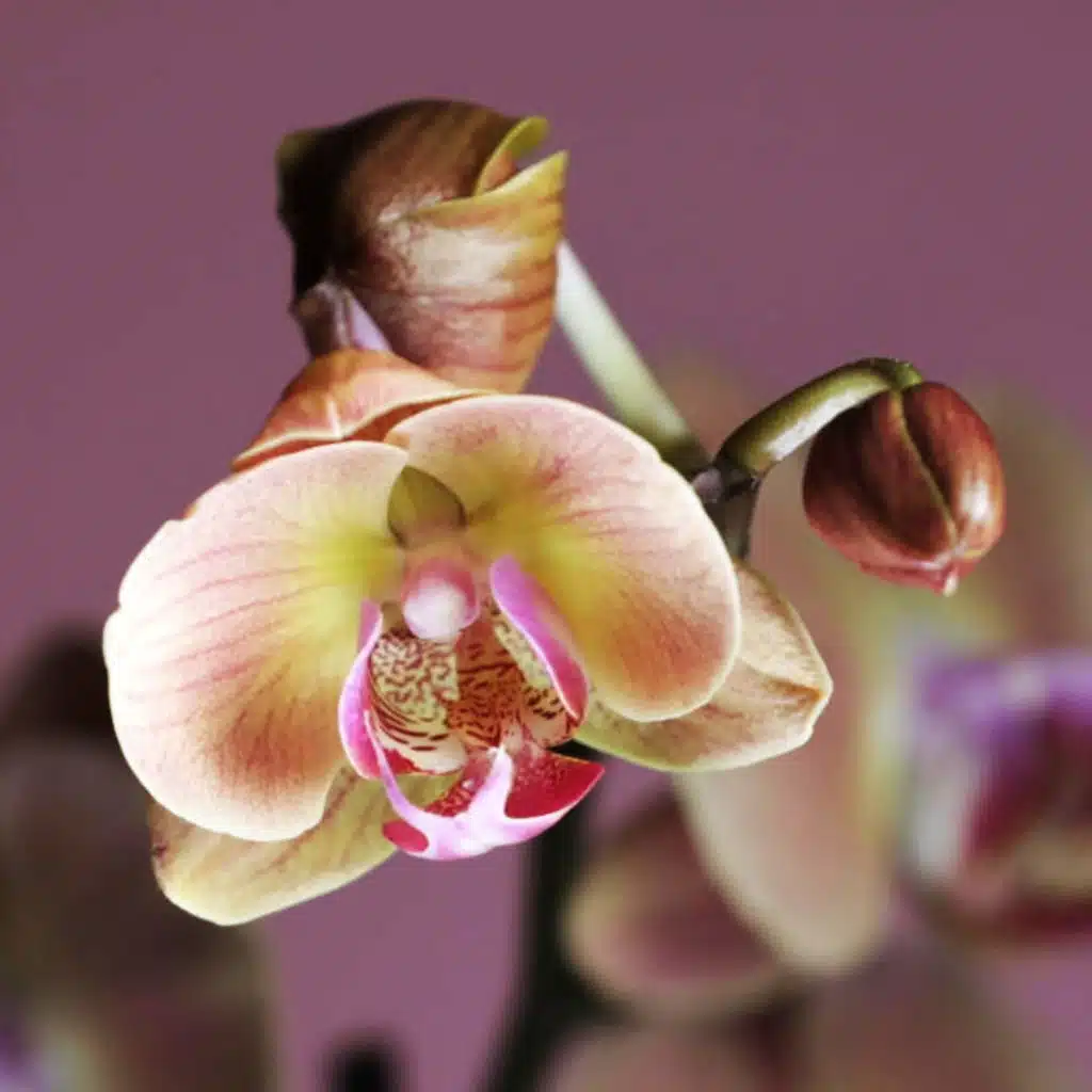 Getting Comfortable With Self-Pleasure