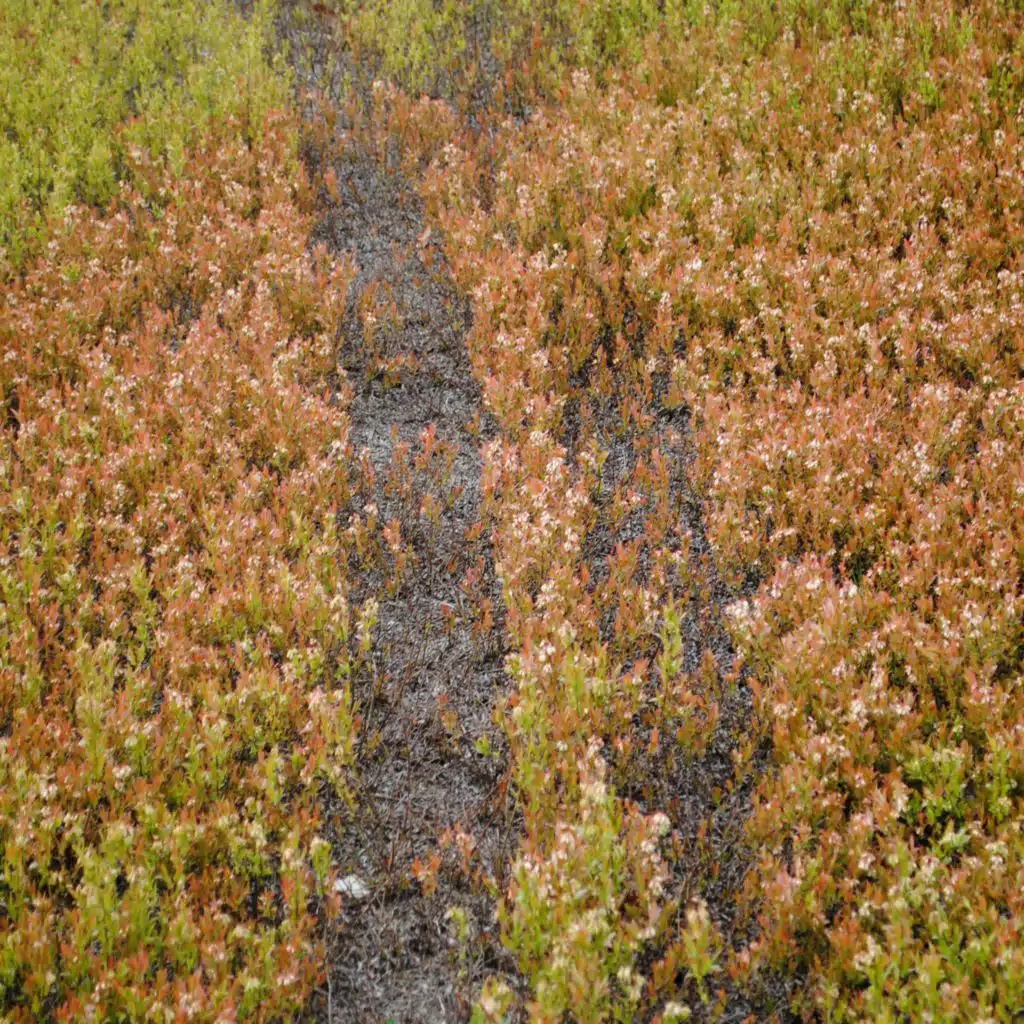 This Maine Farm Is Harvesting the Sun's Power while it Picks the Blueberries