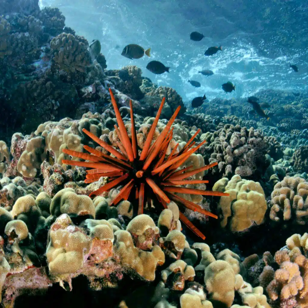 Some Good News about Corals and Climate Change