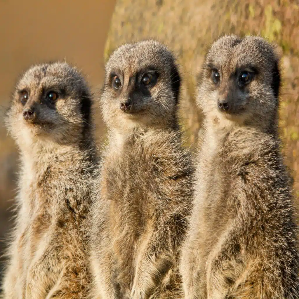 Meerkats Are Getting Climate Sick
