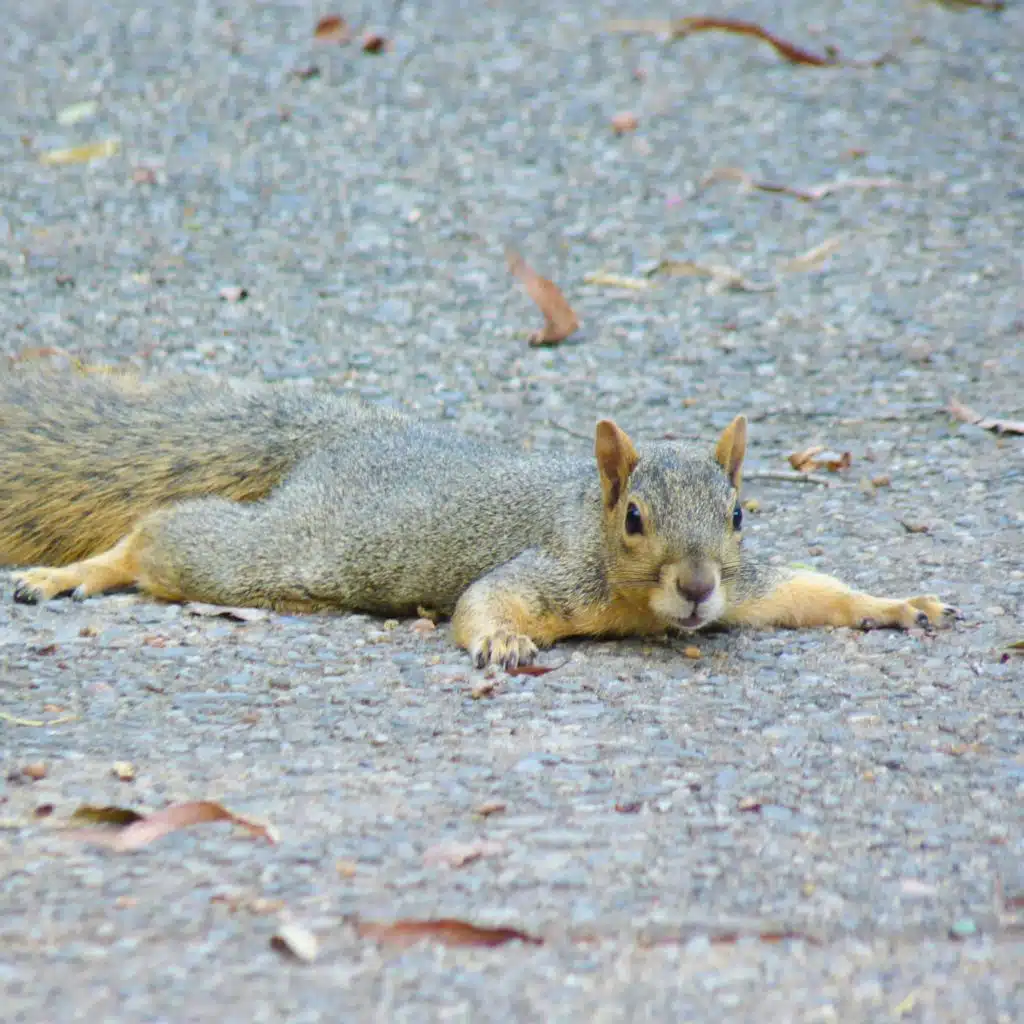 During a Heat Wave, You Can Blast the AC, but What Does a Squirrel Do?