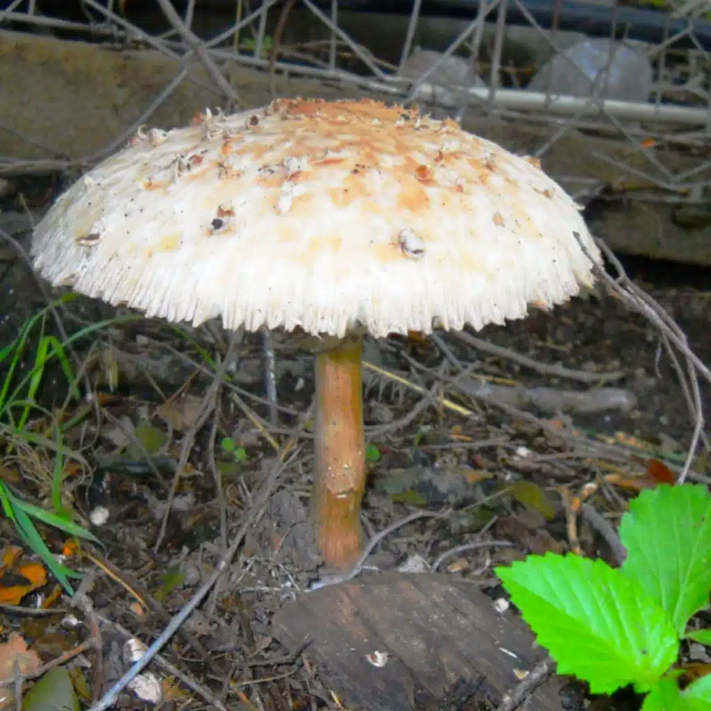 Estuve Pensando Mucho en Eso