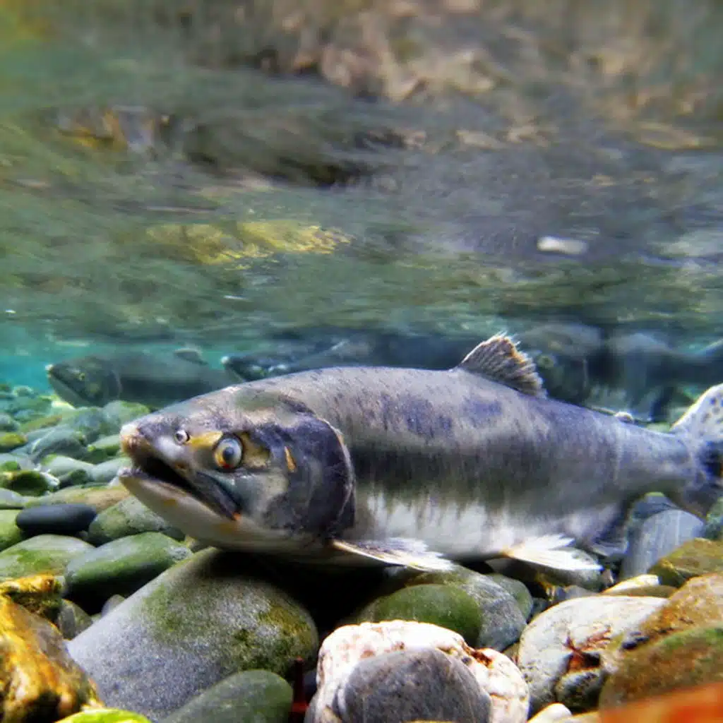 How an Indigenous rights battle in WA changed tribal law, from fishing to culverts