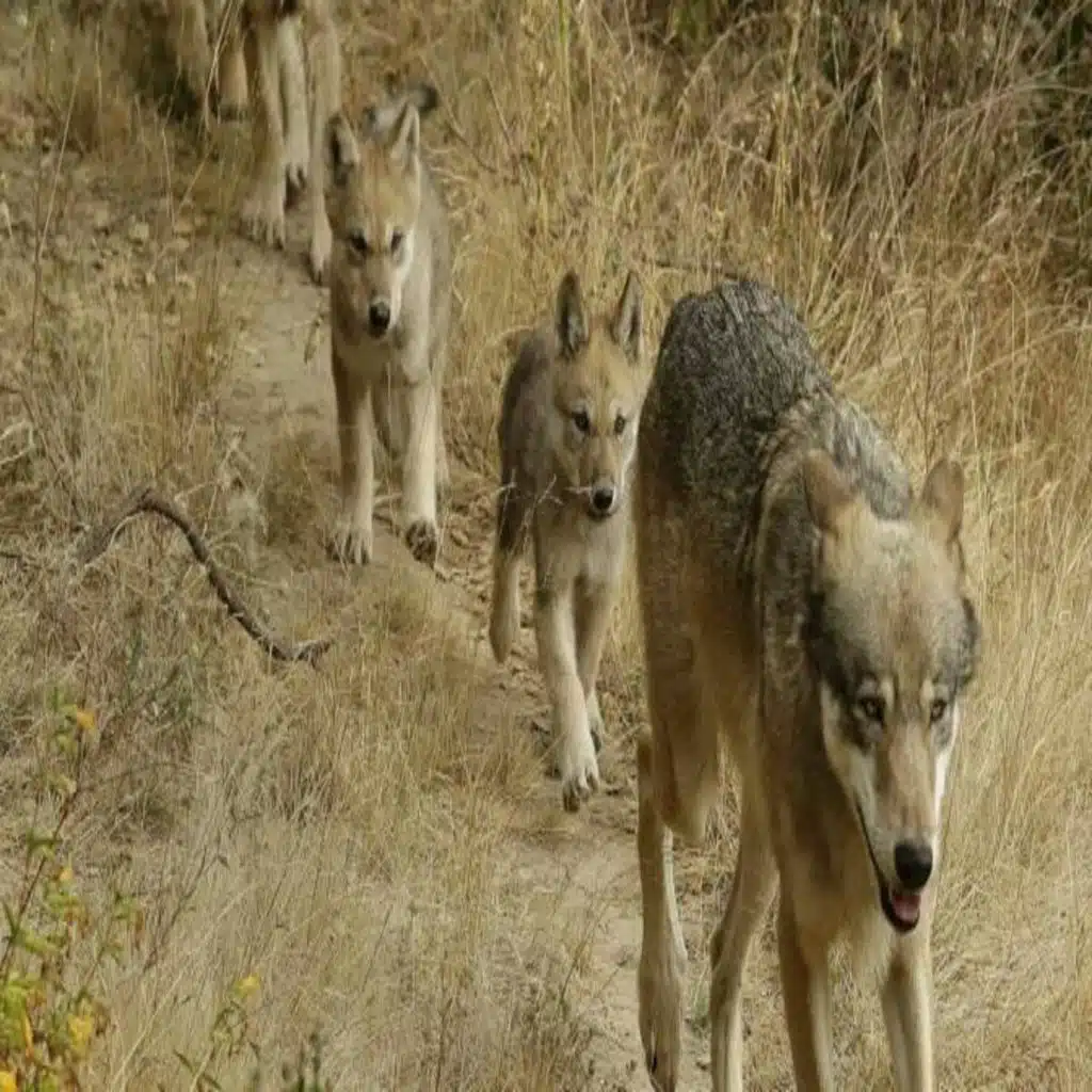 Gray Wolves Returning To California