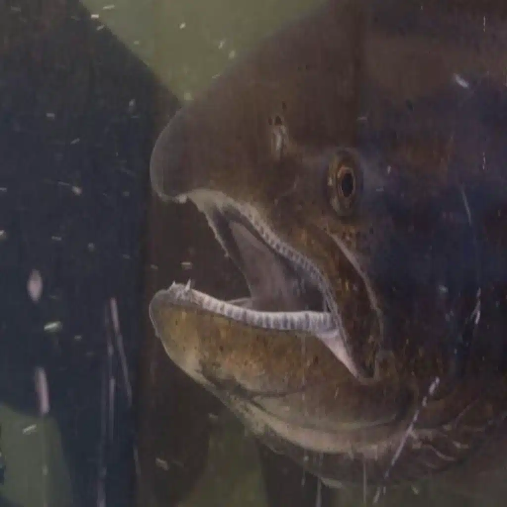 A Closer Look At Why Salmon Season Is Closed This Year