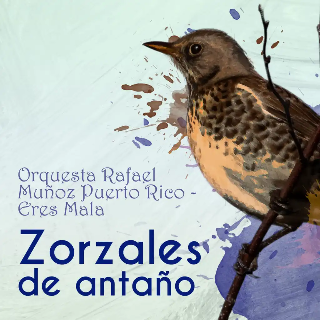 Zorzales de Antaño… Eres Mala