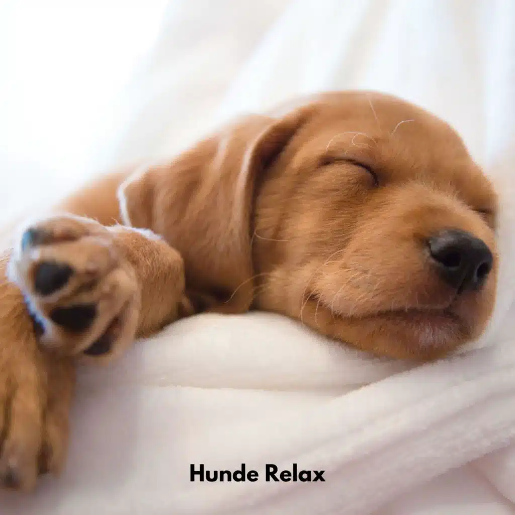 Hunde Relax