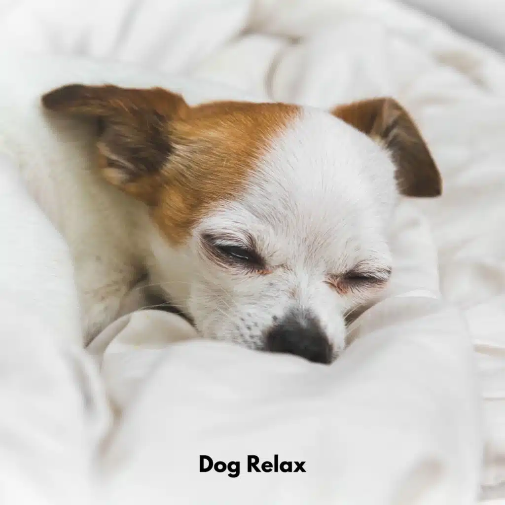 Dog Relax